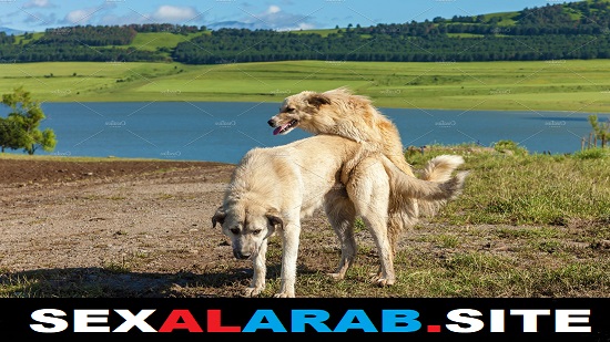 جنس كلاب